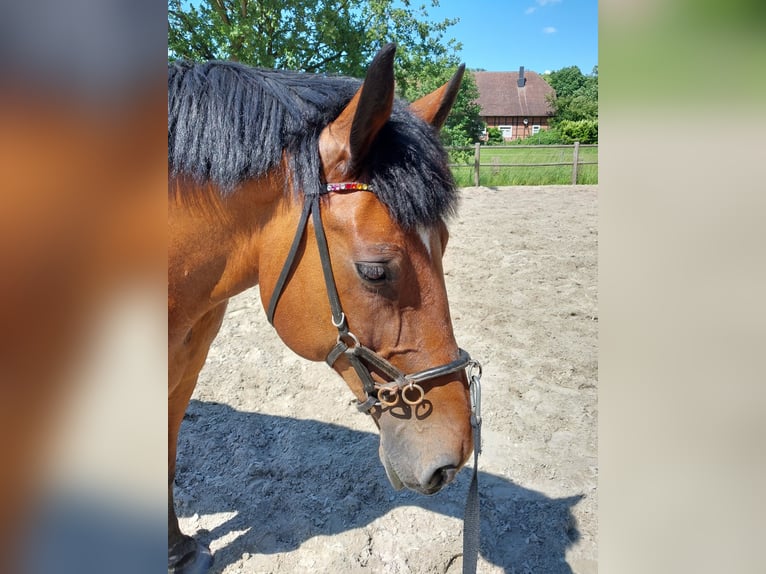 Altri cavalli a sangue caldo Castrone 10 Anni 163 cm Baio in Meine
