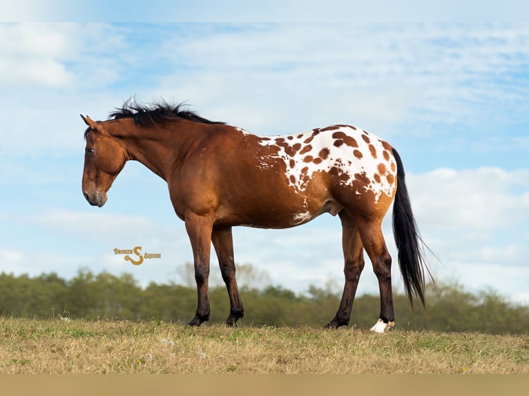 Altri cavalli a sangue caldo Mix Castrone 10 Anni 163 cm Baio ciliegia in Bogard