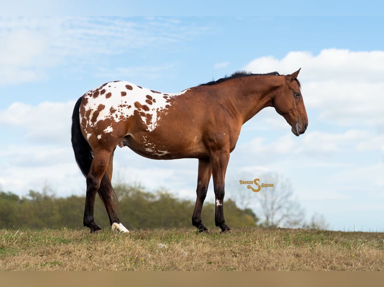 Altri cavalli a sangue caldo Mix Castrone 10 Anni 163 cm Baio ciliegia in Bogard