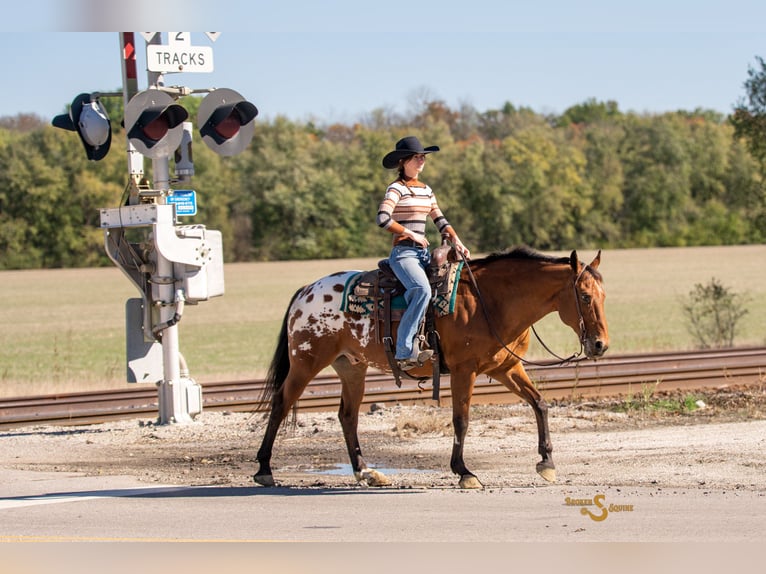 Altri cavalli a sangue caldo Mix Castrone 10 Anni 163 cm Baio ciliegia in Bogard