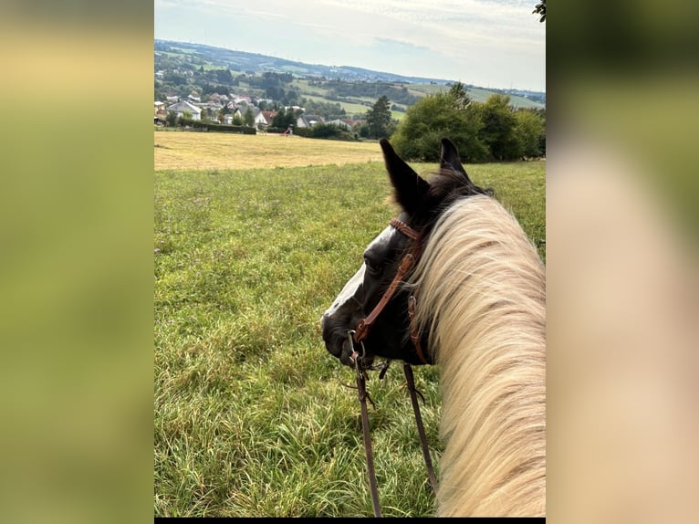 Altri cavalli a sangue caldo Castrone 10 Anni 165 cm Pezzato in Merchweiler