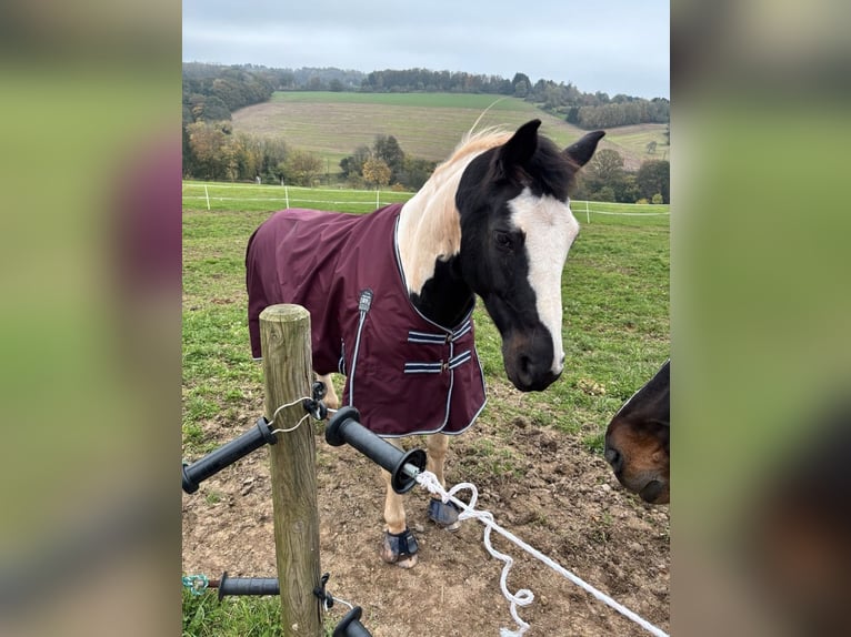 Altri cavalli a sangue caldo Castrone 10 Anni 165 cm Pezzato in Merchweiler