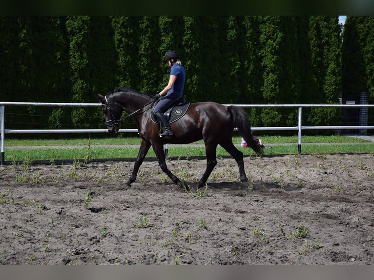 Altri cavalli a sangue caldo Castrone 10 Anni 167 cm Morello in Che&#x142;mno