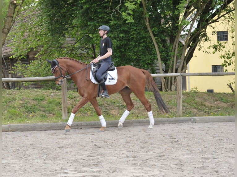 Altri cavalli a sangue caldo Castrone 10 Anni 167 cm Sauro in Wellheim
