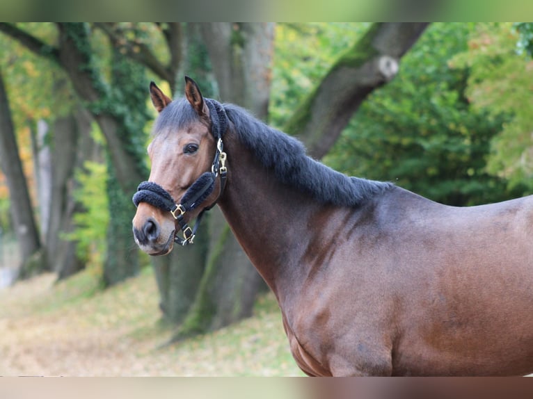 Altri cavalli a sangue caldo Castrone 10 Anni 170 cm Baio in Darmstadt