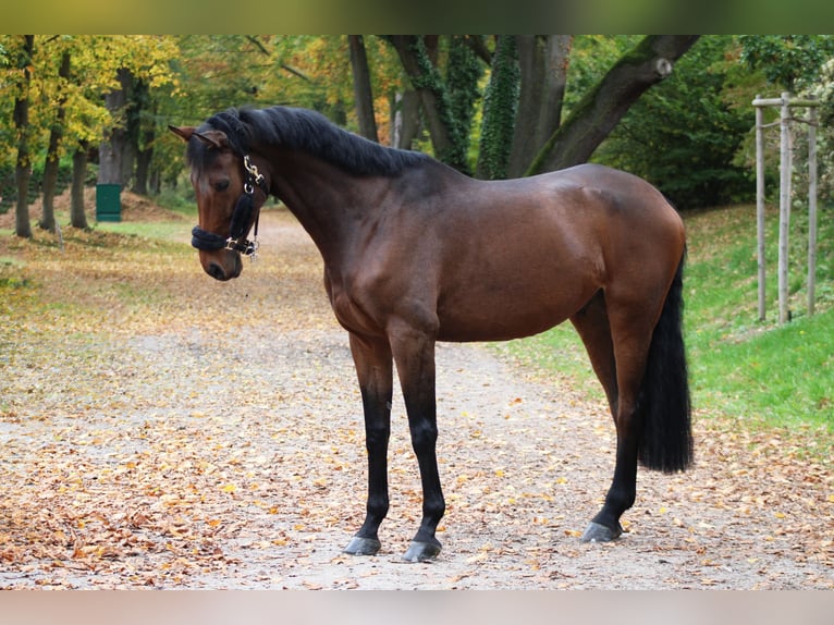 Altri cavalli a sangue caldo Castrone 10 Anni 170 cm Baio in Darmstadt