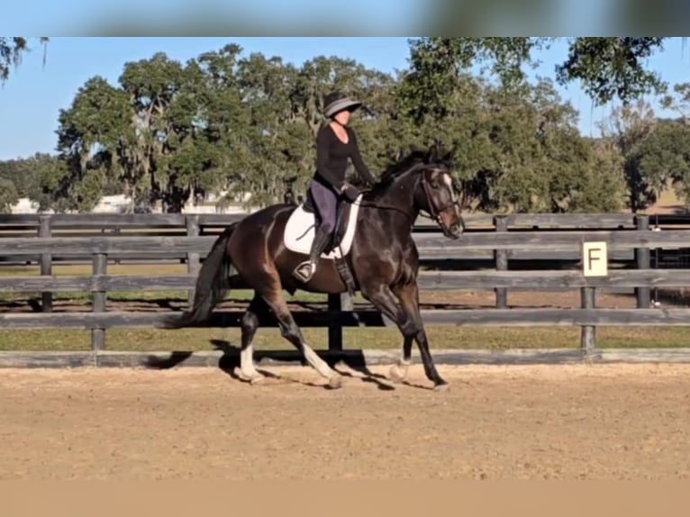 Altri cavalli a sangue caldo Castrone 10 Anni 170 cm Baio ciliegia in Ocala FL