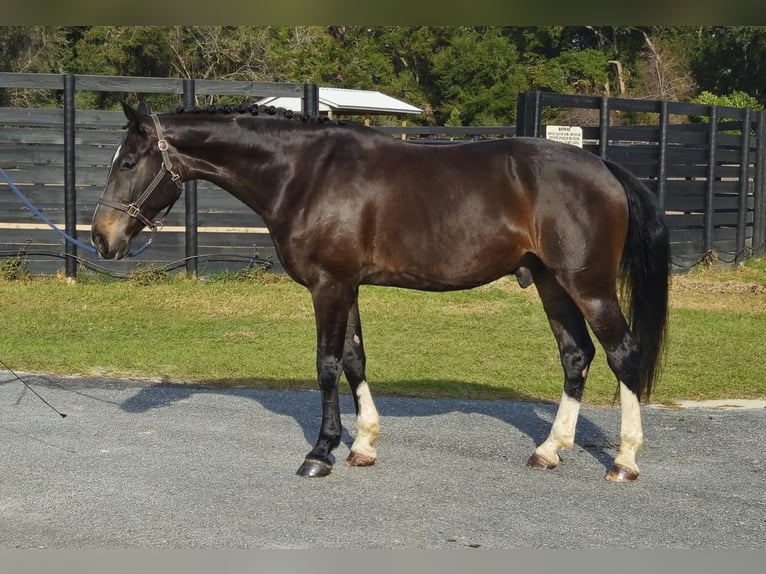 Altri cavalli a sangue caldo Castrone 10 Anni 170 cm Baio ciliegia in Ocala FL