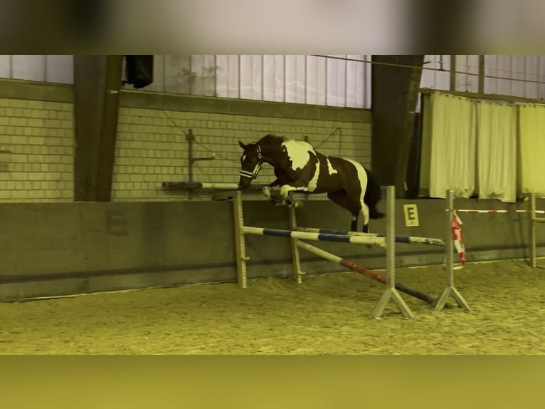 Altri cavalli a sangue caldo Castrone 10 Anni 170 cm Pezzato in Sinsheim