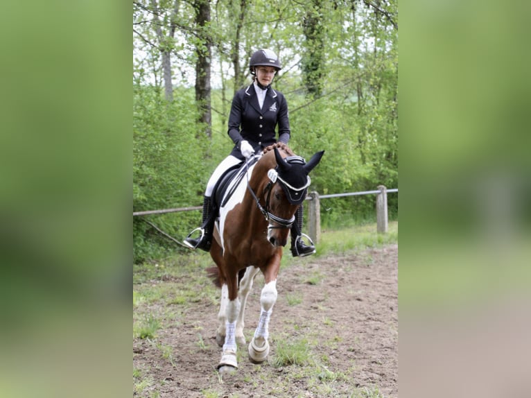 Altri cavalli a sangue caldo Castrone 10 Anni 170 cm Pezzato in Sinsheim