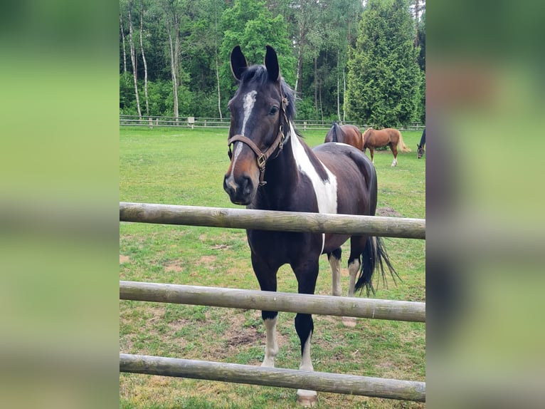 Altri cavalli a sangue caldo Castrone 10 Anni 171 cm Pezzato in Hilgermissen