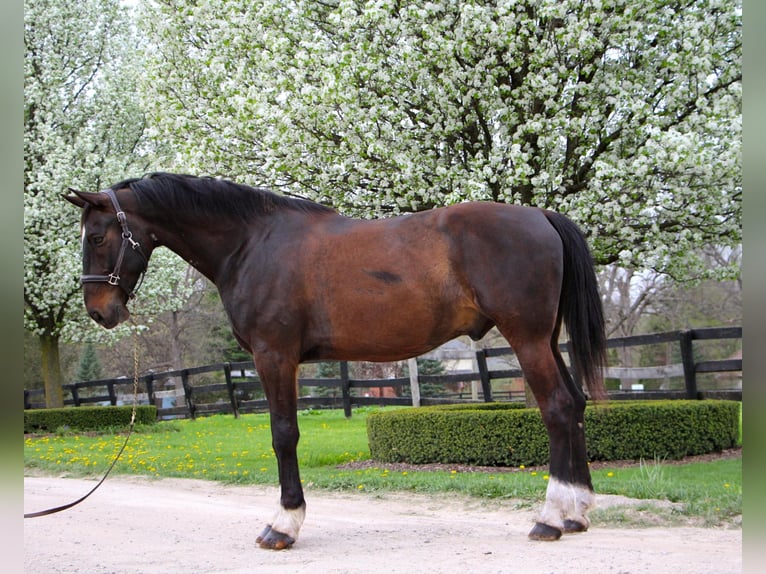 Altri cavalli a sangue caldo Castrone 10 Anni 173 cm Baio ciliegia in Hihgland MI