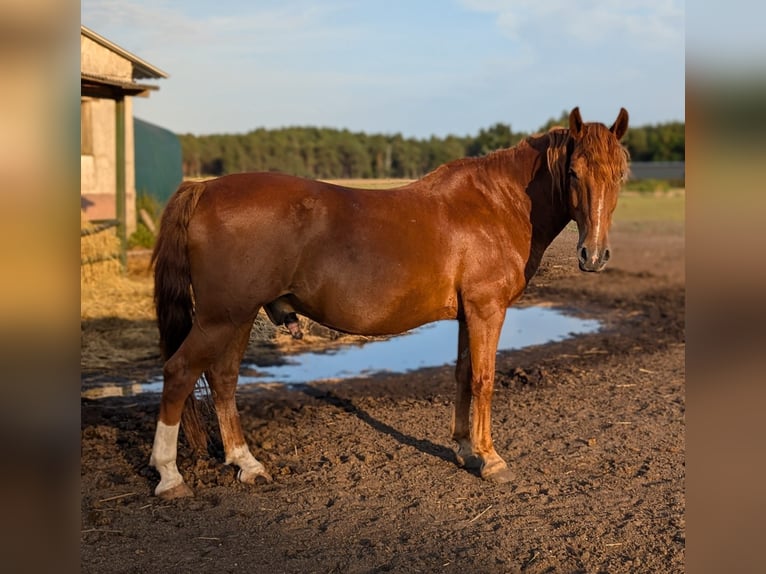 Altri cavalli a sangue caldo Castrone 11 Anni 149 cm Sauro in Milow