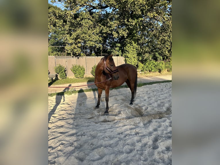 Altri cavalli a sangue caldo Castrone 11 Anni 158 cm Baio in Ebenthal