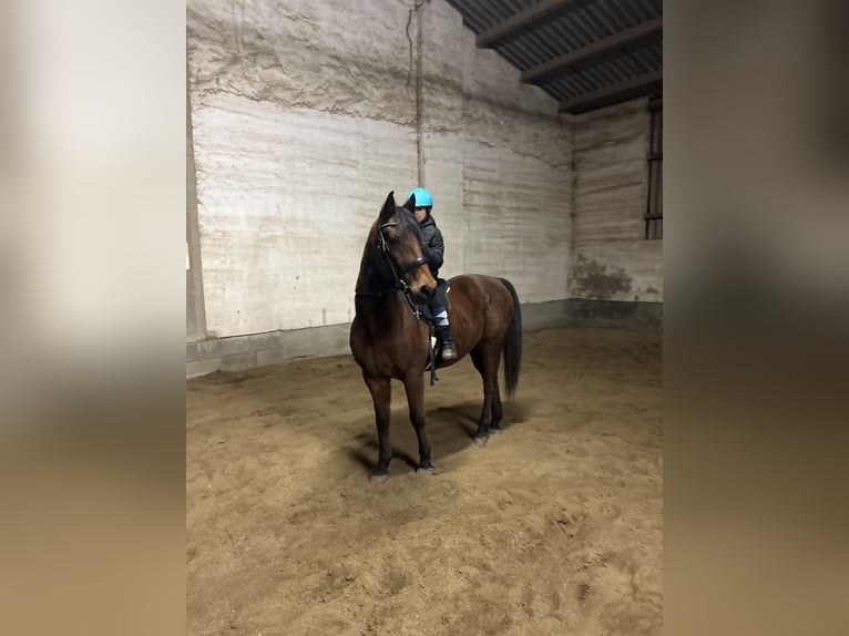 Altri cavalli a sangue caldo Castrone 11 Anni 158 cm Baio in Ebenthal