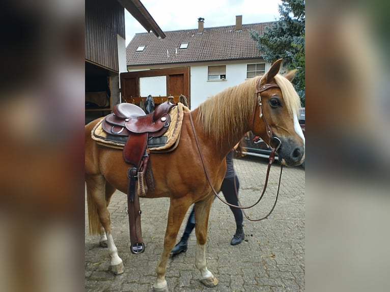 Altri cavalli a sangue caldo Castrone 11 Anni 158 cm Sauro in Windschläg