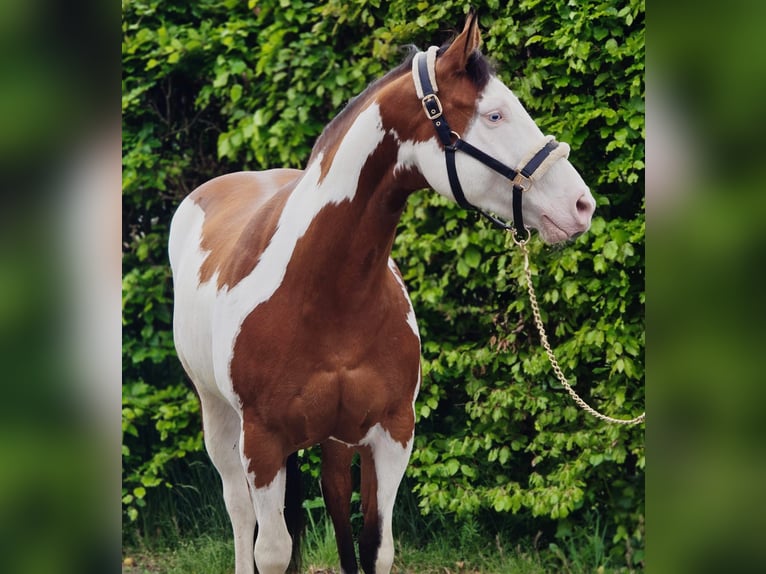 Altri cavalli a sangue caldo Castrone 11 Anni 159 cm Overo-tutti i colori in Someren
