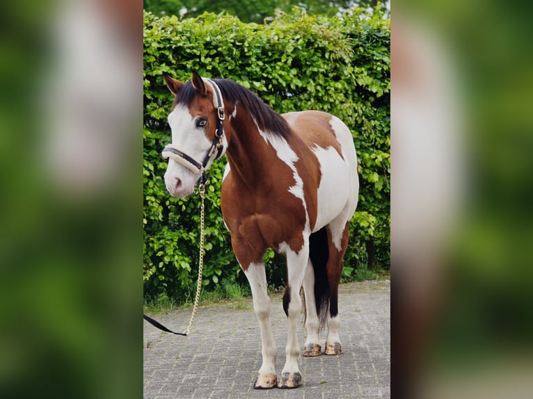 Altri cavalli a sangue caldo Castrone 11 Anni 159 cm Overo-tutti i colori in Someren