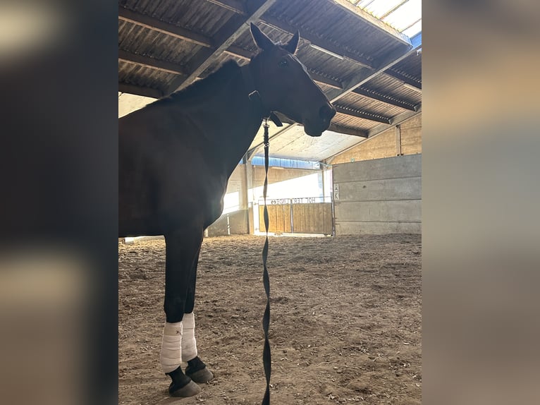 Altri cavalli a sangue caldo Castrone 11 Anni 165 cm Baio scuro in Koekelare