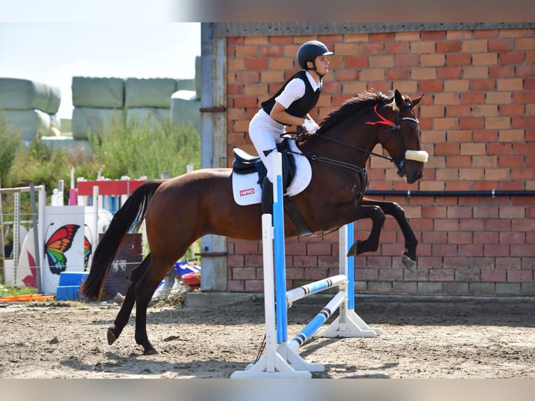 Altri cavalli a sangue caldo Castrone 11 Anni 165 cm Baio scuro in Koekelare