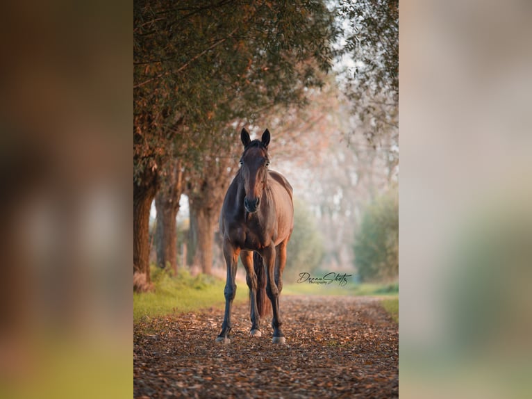 Altri cavalli a sangue caldo Castrone 11 Anni 165 cm Baio scuro in Koekelare
