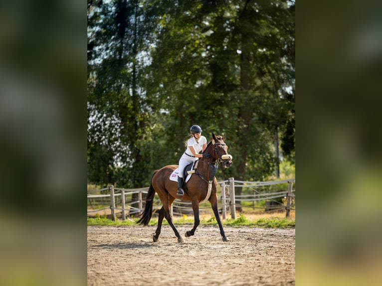 Altri cavalli a sangue caldo Castrone 11 Anni 165 cm Baio scuro in Koekelare