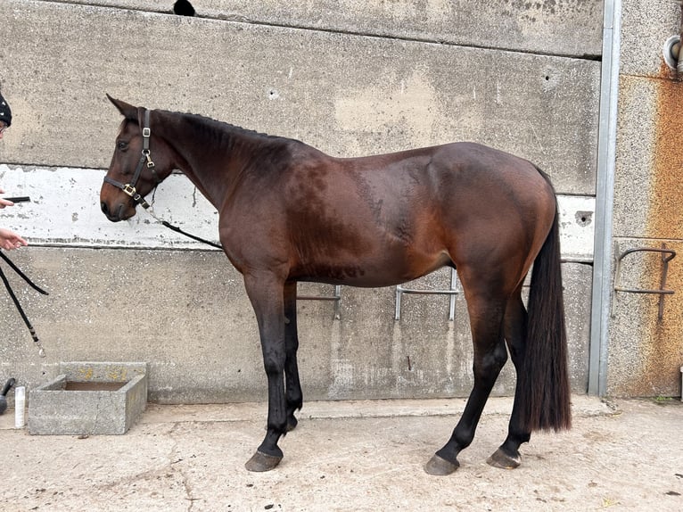 Altri cavalli a sangue caldo Castrone 11 Anni 165 cm Baio scuro in Koekelare