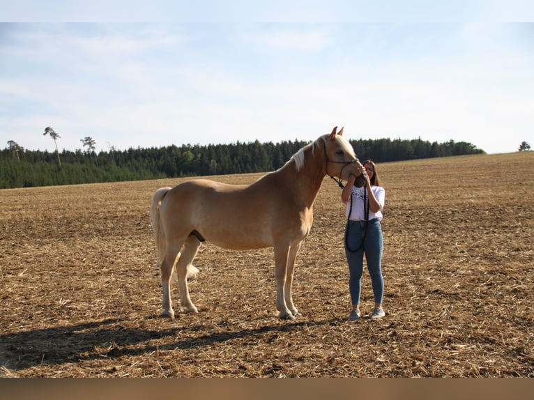 Altri cavalli a sangue caldo Castrone 11 Anni 165 cm Palomino in Kühlenthal