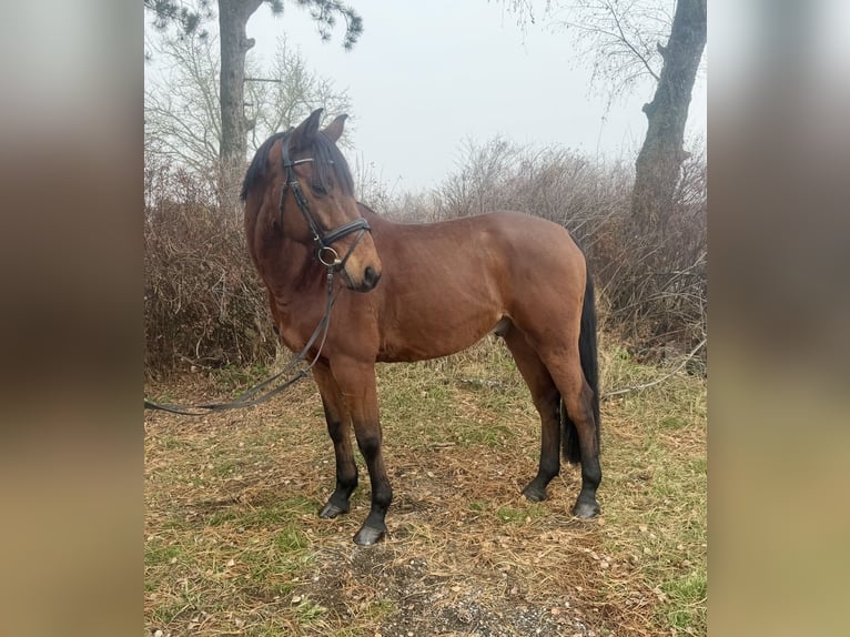 Altri cavalli a sangue caldo Castrone 11 Anni 170 cm Baio in Pelmberg