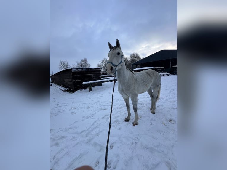 Altri cavalli a sangue caldo Castrone 11 Anni 170 cm Grigio in Issum