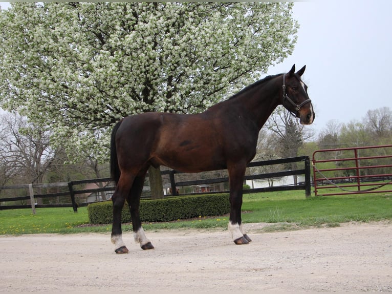 Altri cavalli a sangue caldo Castrone 11 Anni 173 cm Baio ciliegia in Hihgland MI