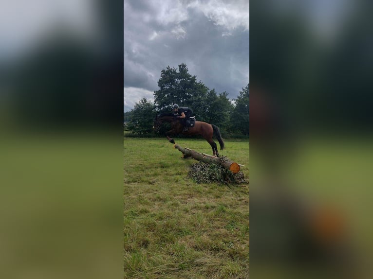 Altri cavalli a sangue caldo Castrone 11 Anni 175 cm Baio ciliegia in Gdynia