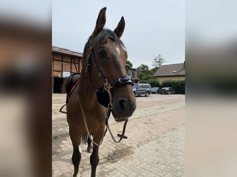 Altri cavalli a sangue caldo Castrone 11 Anni 175 cm Baio ciliegia in Gdynia