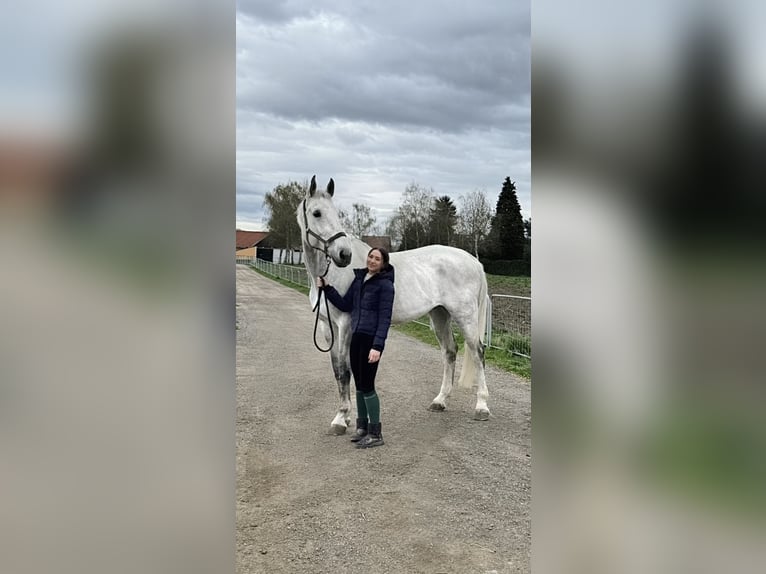Altri cavalli a sangue caldo Castrone 11 Anni 184 cm Grigio in Kalsdorf Bei Graz