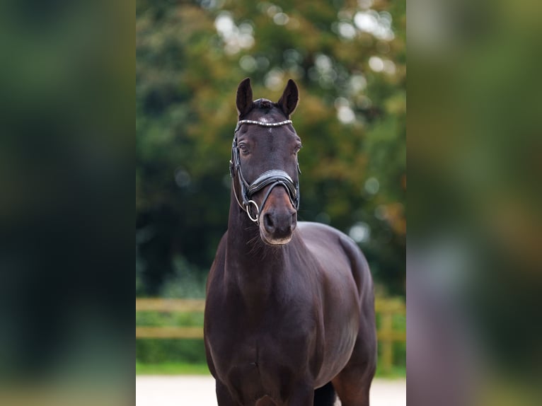 Altri cavalli a sangue caldo Castrone 12 Anni 145 cm Baio scuro in Blaricum