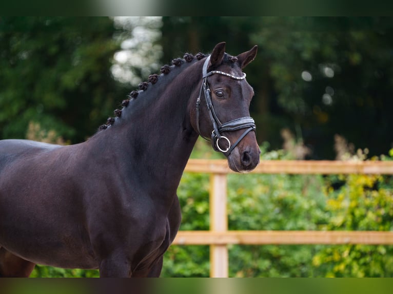 Altri cavalli a sangue caldo Castrone 12 Anni 145 cm Baio scuro in Blaricum