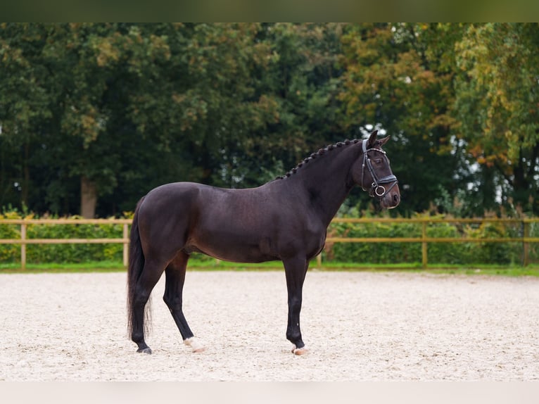 Altri cavalli a sangue caldo Castrone 12 Anni 145 cm Baio scuro in Blaricum