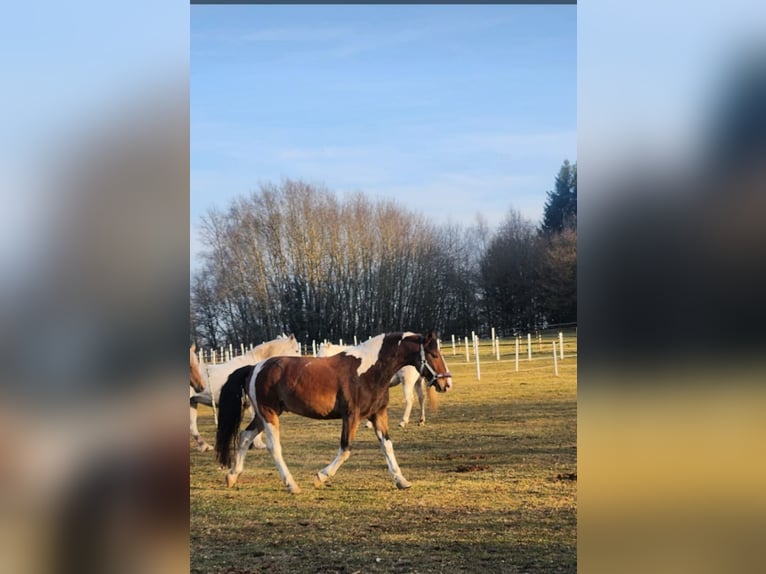 Altri cavalli a sangue caldo Mix Castrone 12 Anni 154 cm Pezzato in Neuenkirchen