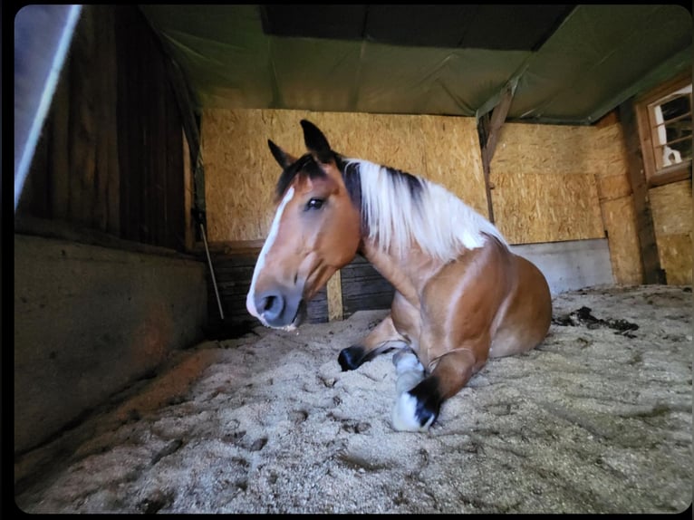 Altri cavalli a sangue caldo Mix Castrone 12 Anni 154 cm Pezzato in Neuenkirchen