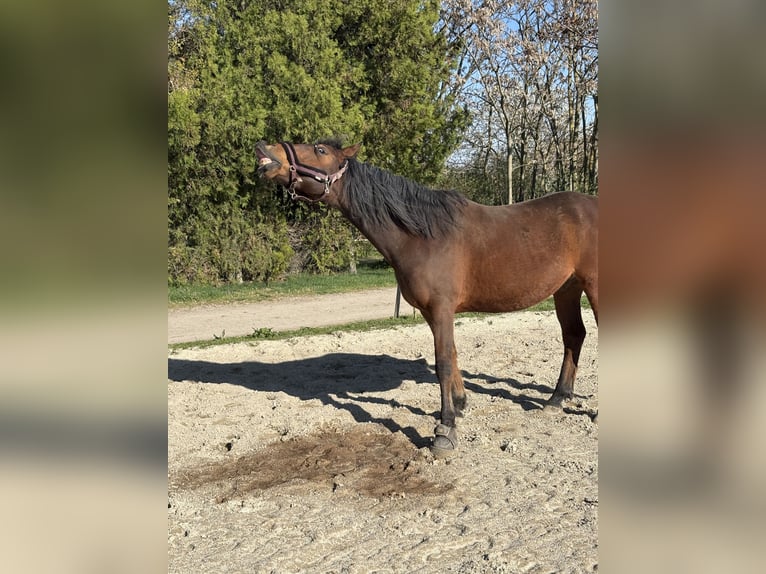 Altri cavalli a sangue caldo Castrone 12 Anni 158 cm Baio in Ebenthal