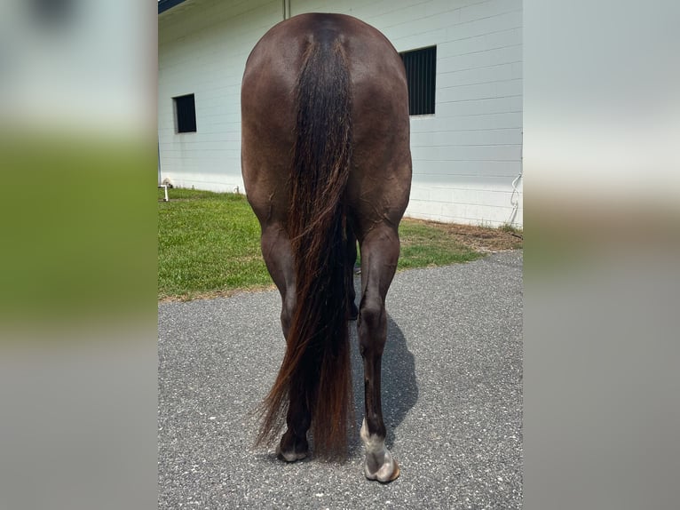 Altri cavalli a sangue caldo Castrone 12 Anni 163 cm Baio ciliegia in Webster FL