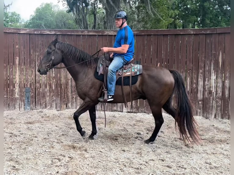 Altri cavalli a sangue caldo Castrone 12 Anni 163 cm Baio ciliegia in Webster FL