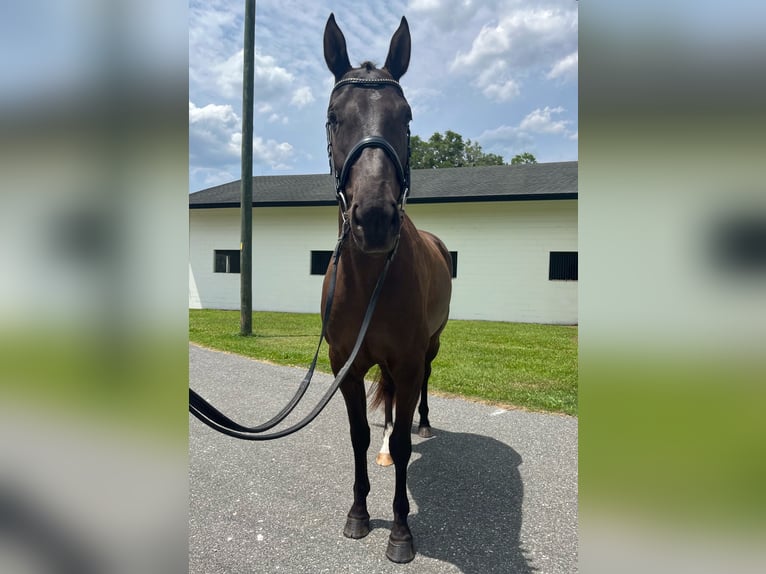 Altri cavalli a sangue caldo Castrone 12 Anni 163 cm Baio ciliegia in Webster FL