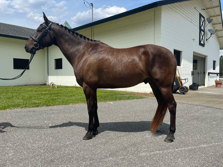 Altri cavalli a sangue caldo Castrone 12 Anni 163 cm Baio ciliegia in Webster FL