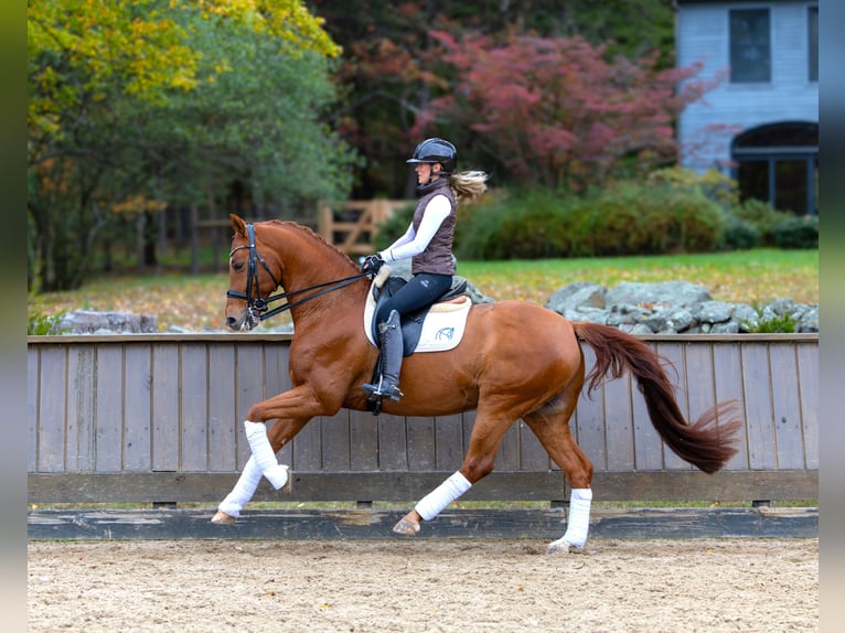 Altri cavalli a sangue caldo Castrone 12 Anni 163 cm Sauro scuro in Califon New Jersey