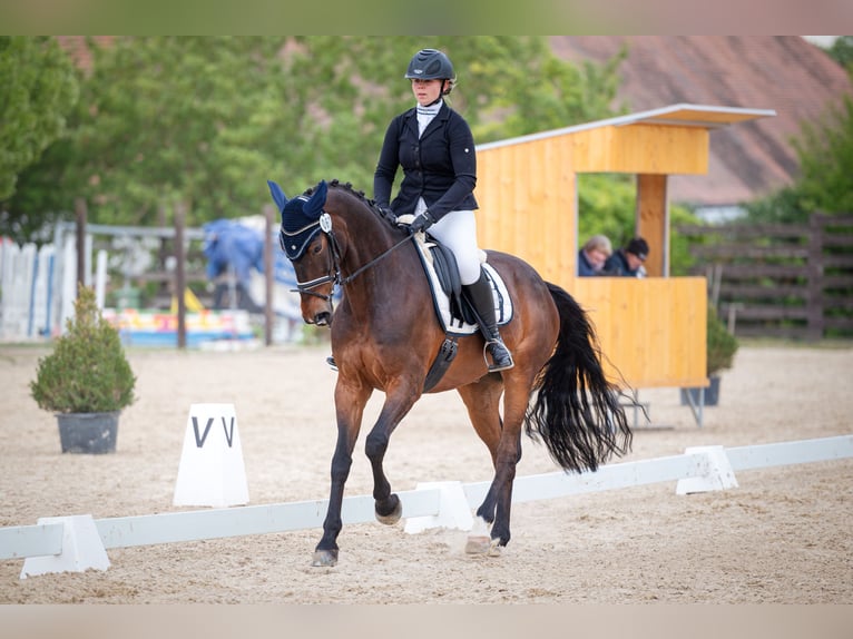 Altri cavalli a sangue caldo Castrone 12 Anni 165 cm Baio in Krabcice