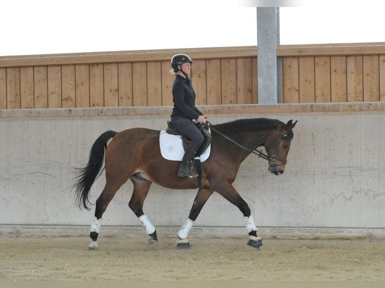 Altri cavalli a sangue caldo Castrone 12 Anni 165 cm Baio in Wellheim