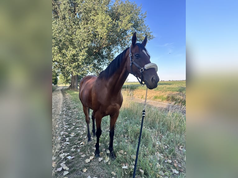 Altri cavalli a sangue caldo Castrone 12 Anni 165 cm Baio in TreburTrebur