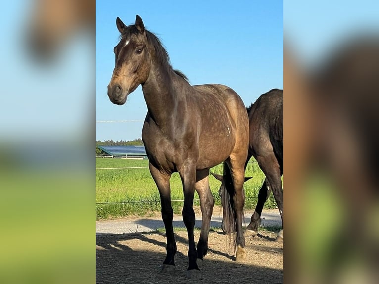 Altri cavalli a sangue caldo Castrone 12 Anni 165 cm Falbo in Markt Indersdorf