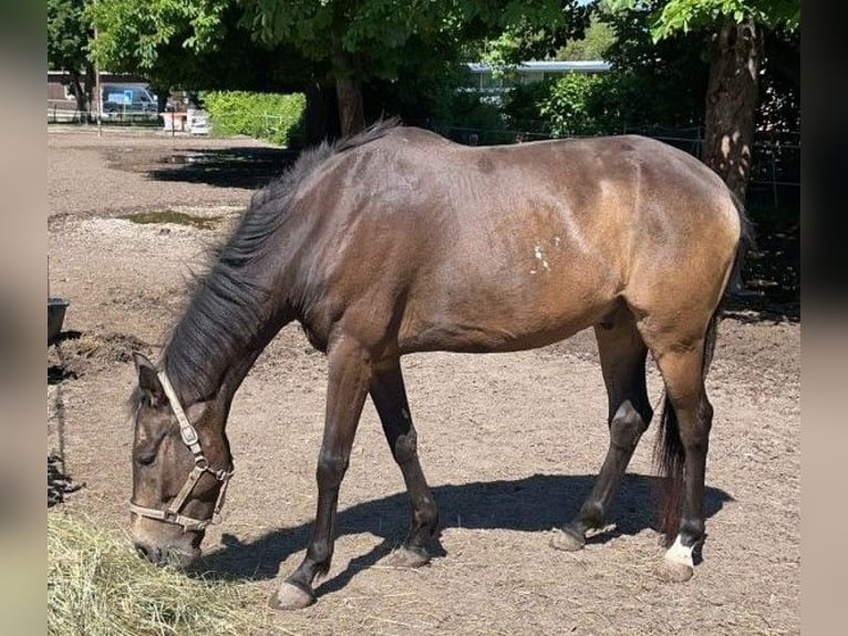 Altri cavalli a sangue caldo Castrone 12 Anni 165 cm Falbo in Markt Indersdorf